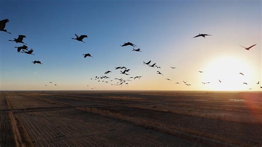 Thousands of grey cranes find winter haven in Tarim Basin oasis