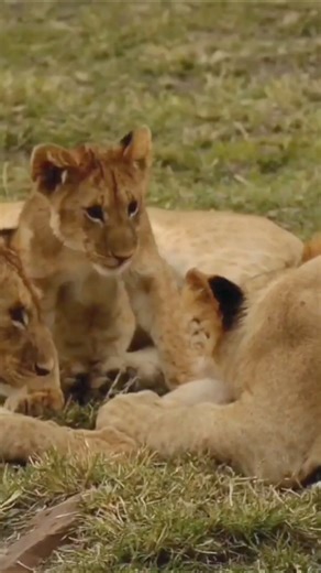 109K views · 3.1K reactions | Lion cubs. Brave tiny cub  #animal #wild #lion #WildLife #shorts #safari #baby #hairhack #cricketbreakingnews #handtattoo | Fyado fun | Facebook