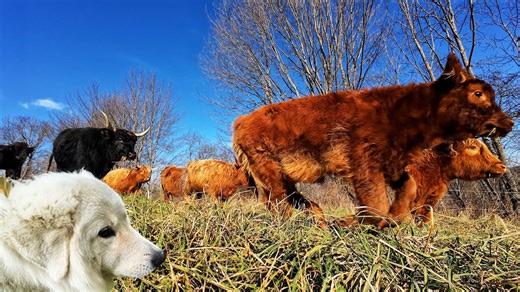 The great 2023 cattle drive—barn or bust adventure