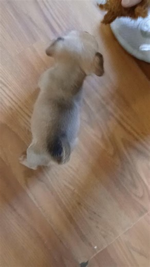 New gaurd dog in town a full 1 lb ferocious beast dont let the small physique fool ya cause you may end up being her next snack Terri Ransome | Jessica Street