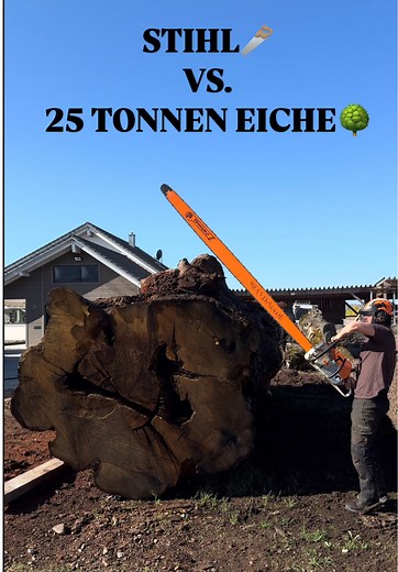 Stihl MS881 vs. Abgestorbenene 25 TONNEN Eiche