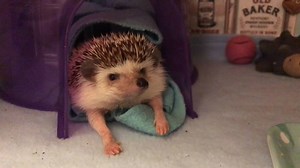 5.9M views · 75K reactions | Sonic who? | Try Not to Laugh | Facebook