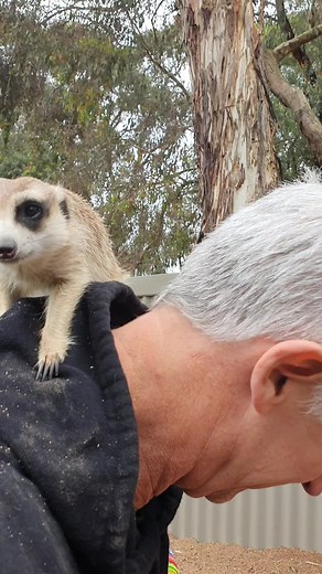Hanging Out with Meerkats at Ballarat Wildlife Park