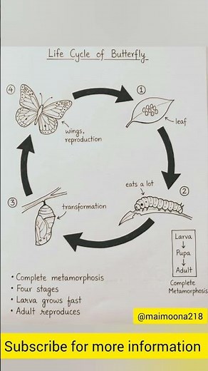 Life cycle of frog and butterfly drawing | diagrammatic