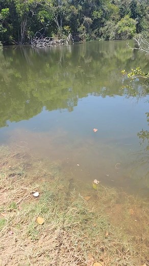Encounter with a Curious Bull Shark | Amazing Wildlife Moment