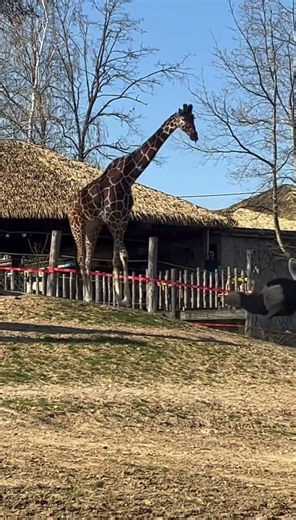 Angry giraffe attacks to poor Emu