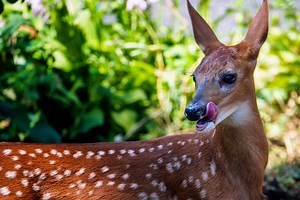 Whitetail Deer Diet Is More Exhaustive Than You'd Expect