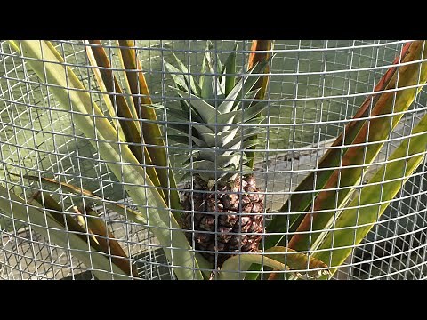 HOW TO PROTECT YOUR PINEAPPLES FROM CRITTERS
