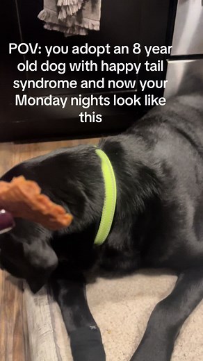 Never thought we'd wind up with a senior dog with health problems for our first dog, but we wouldnt have it any other way! #labrador #rescuedog #happytail #seniordog #dogtok #dogsoftiktok