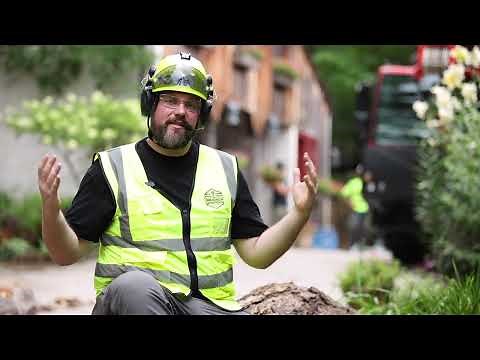 Proper Tree Rigging Techniques with NJ Crane Expert & Jake Riggs