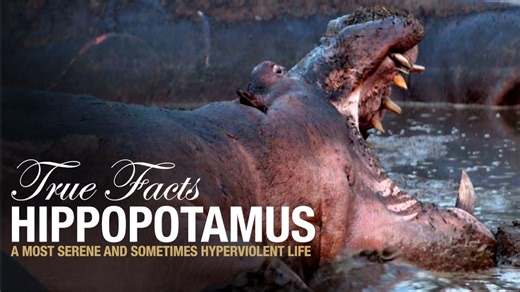 True Facts About Hippos