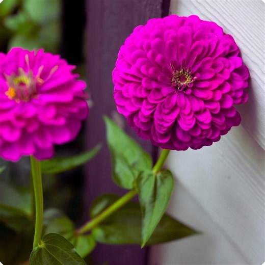 Purple Prince Zinnia Seeds 150 | Elegans Deep Purple Blooms - Etsy