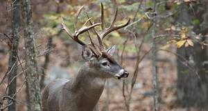 The Big List of 50 Instagram Accounts All Hunters Should Follow