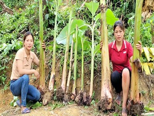 Use bamboo to fence around the house & get banana tree varieties to grow as fodder for livestock | Capi Solo Bushcraft