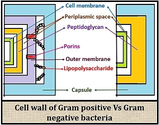 Difference Between Gram-Positive and Gram-Negative Bacteria (with Comparison Chart & Video) - Biology Reader