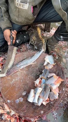 Snake Fish Cutting Skills | Fresh Fish Meat Making for Cooking