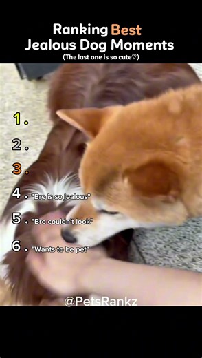 Ranking The Best Jealous Dog Moments 🐕🧡 (You Won’t Believe No.1) #shorts