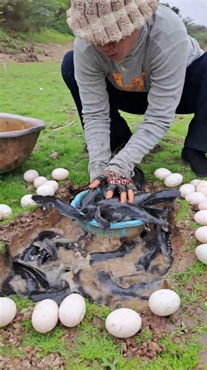 Use Fish Traps For Catch a Lots Fish and Eggs