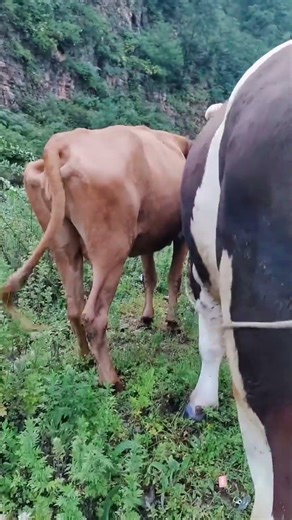Daily life diary of a rural cattle farmer #96