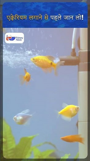 How to Set Up a Home Aquarium | Aquarium Setup for Beginners | Fishery News