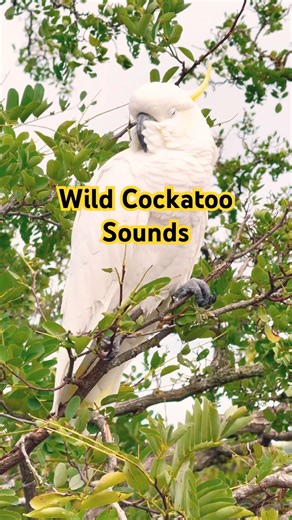 Cockatoo Bird Sound in the Wild
