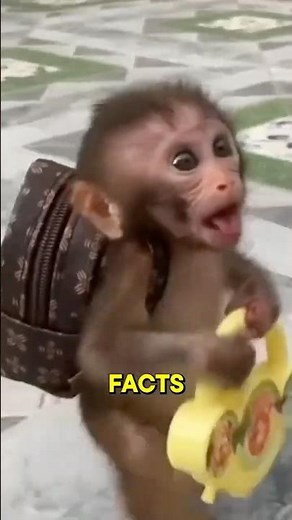 Monkey Marvels Using Tools Like Us Humans! 🐒