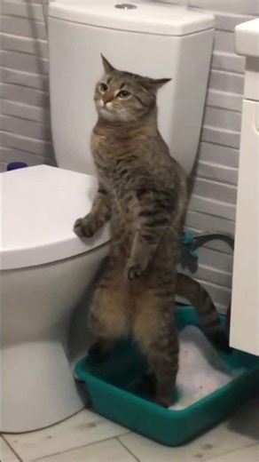 He Is Always On High Alert 😂