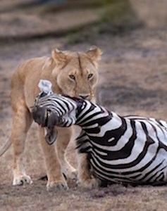 25K views · 428 reactions | 28 Moments Of Predators Savagely Challenging Their Prey Caught On Camera vs | Best Video | Facebook