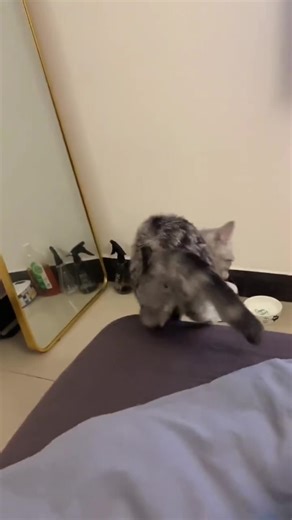 Cat Reactions: Encounters with a Mirror