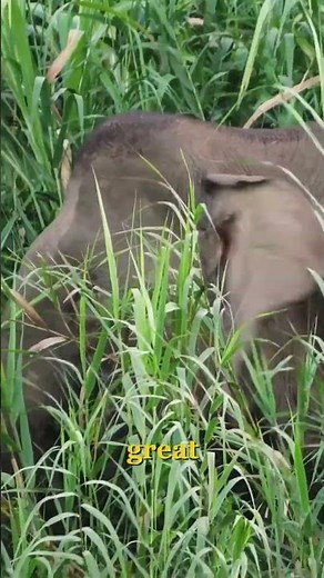 The Rare Borneo Pygmy Elephant #wildliferescue #wildlife #nature #borneo
