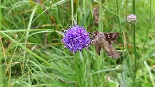 1.3K views · 53 reactions | Meet the Silver Y moth! Filmed in slow-mo...