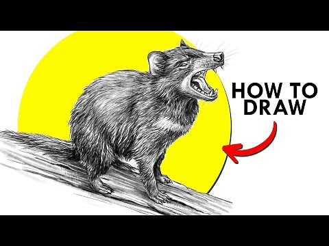 How To Draw a Tasmanian Devil
