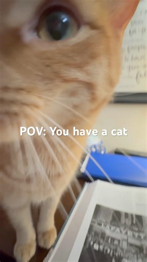 Trying to do homework with cats🤣😭 #cats #funny