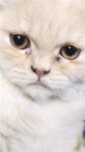 Cutest Baby Kittens Ever 😻✨