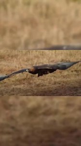 Golden Eagle vs Wolf Please Follow 4 more.💞 #nature #naturephotography #naturelover #animal #animallove #animalart #earth #shortfilm #animaldocumentary #wildanimals #wildlife #wilderness #viral #viralreels #fypシ゚ #foryou #foryoupage #tiktok | Animal Nature World