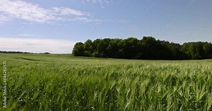 green barley sprouts in spring, a field with green unripe barley in spring in windy weather