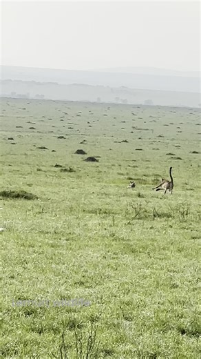 JOHN LEMURT on Instagram: "Cheetah 🐆 chase a baby gazelle a morning Maasai Mara Kenya 🇰🇪"
