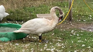 15K views · 1.1K reactions | DOG ATTACK SWAN UPDATE: The swelling has now reduced to under his head and neck and the bruising is slowly subsiding. As you can see he is feeling much better and grooming himself. He is now eating well although still a bit sore when lifting his head back. He’s over the worst so hopefully it’s all up from here :-) | Linjoy Wildlife Sanctuary and Rescue - Midlands | Facebook