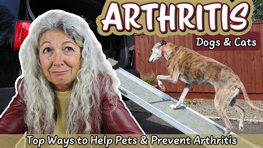 🦴 Arthritis is extremely common in dogs and cats. If you're eager to learn more now, you can read my blog post on treating arthritis naturally. Read here: https://tinyurl.com/3uap36b2 | Dr. Judy Morgan's Naturally Healthy Pets