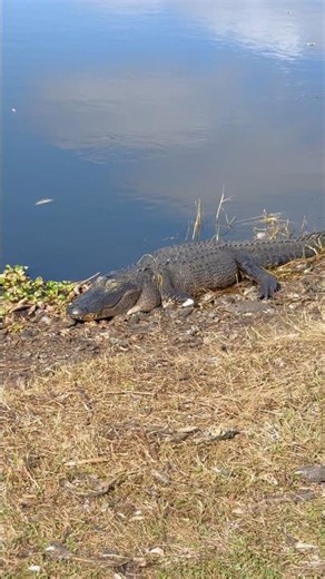 Spotted a Rare One-Armed Alligator in the Wild!