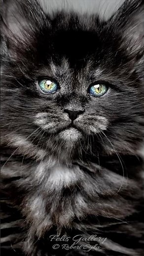 Every kitten is born with blue eyes — including Midnight. Watch what 6 months of melanin does.