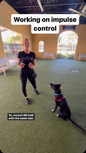 29 reactions | Working on impulse control#dogtraining #dogsofinstagram #dogtrainingtips #puppiesofinstagram | Lucky Dog Training Club | Facebook