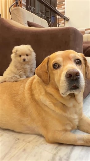 Anant Rastogi on Instagram: "New puppy prank😂 #reelitfeelit #explore"