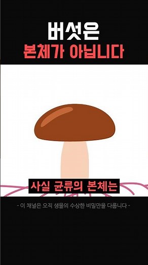 버섯의 비밀 #균류 #과학 #실험 #생물학
