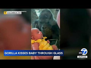 Gorilla kisses baby at Columbus Zoo in heartwarming video