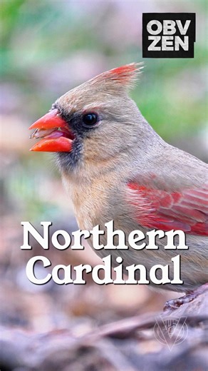 Have you ever seen a Cardinal eat a sunflower seed? Today is your day! Good morning and happy Saturday, friends! The sun is shining, feeders are filled, and the birds are chirpin! This female Northern Cardinal decided to skip the line at the Beako Bar and do to browse the ground buffet! She ended up with a high quality Cardinal Blend sunflower seed from COOL BIRDS! Hope your day is just as beautiful as this Northern Cardinal! ✌🏻❤️ #wildlife #nature #birds #backyardbirds #birdfeeder | Old Bird V