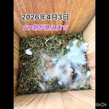 小学生のシジュウカラ、巣箱の観察、2026.3/19〜5/5 #シジュウカラ #野鳥 #巣箱
