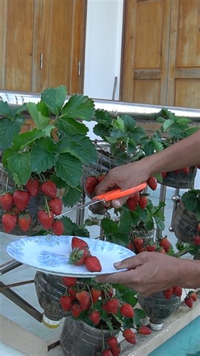 You can grow sweet strawberries even in tiny spaces. These simple bottle planters keep the plants healthy and productive. A perfect setup for balconies, patios, and small homes. #UrbanGardening #StrawberryGrowing #ContainerGardening #DIYGarden #SmallSpaceLiving #GrowYourOwnFood #OriginalContent | Garden Craft