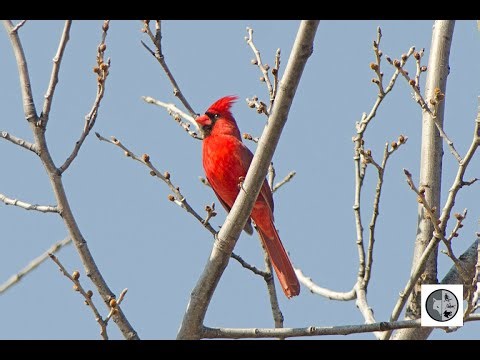 Chant du cardinal rouge/Song of the Northern Cardinal