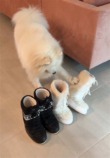 Ready for the snow ❄️ #samoyed